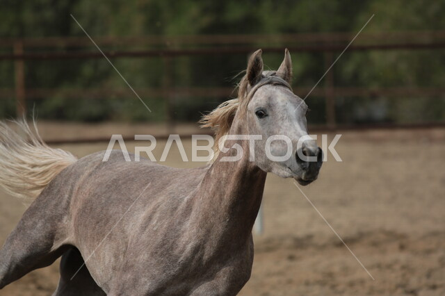 خيل  عربي أصيل في مزرعة لتربية الخيول  ، تربية و تدريب الخيول في السعودية ، الخيل العربي الأصيل ، إسطبل الأحصنة ، مزرعة الخيول 