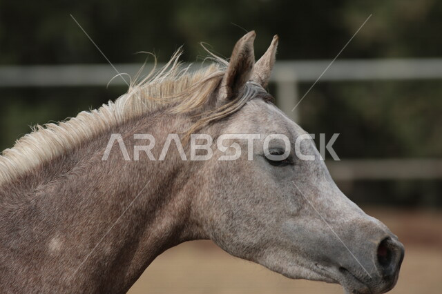 خيل  عربي أصيل في مزرعة لتربية الخيول  ، تربية و تدريب الخيول في السعودية ، الخيل العربي الأصيل ، إسطبل الأحصنة ، مزرعة الخيول 