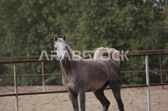 خيل  عربي أصيل في مزرعة لتربية الخيول  ، تربية و تدريب الخيول في السعودية ، الخيل العربي الأصيل ، إسطبل الأحصنة ، مزرعة الخيول 