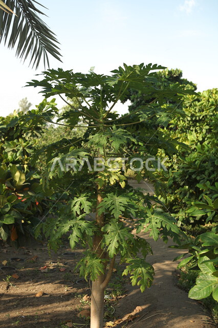 أراضي زراعية  خصبه في المملكه العربيه السعوديه ، موسم الحصاد, معالم طبيعيه, اشجار ونباتات, مزارع خضراء