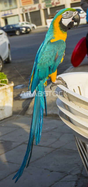 صورة لطائر الببغاء مكاو بألوان مختلفة زاهية , يتميز طائر الببغاء بمنقار حاد و طويل . 