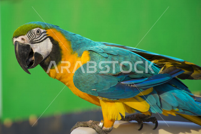 صورة لطائر الببغاء مكاو بألوان مختلفة زاهية , يتميز طائر الببغاء بمنقار حاد و طويل . 
