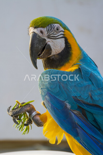 صورة لطائر الببغاء مكاو بألوان مختلفة زاهية , يقوم الطائر بتناول الأعشاب الخضراء بمنقاره الطويل . 