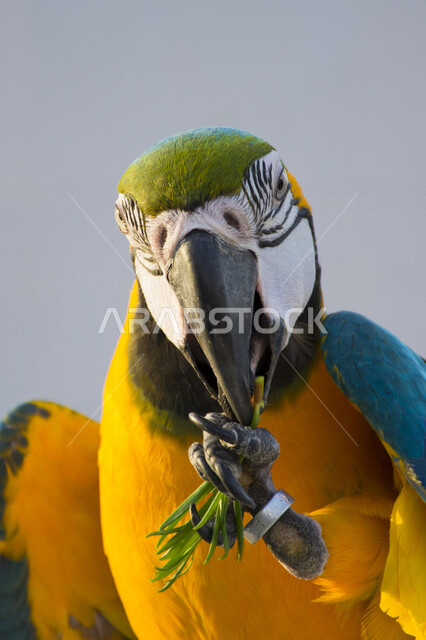 A picture of a Macaw Parrot in different bright colors. The bird is eating green herbs with its long beak.