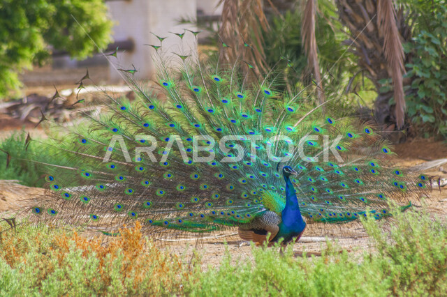 صورة لطائر الطاووس ينشر ريشه الرائع والجذاب ، طائر الطاووس الجميل ، تربية الطيور الاليفة