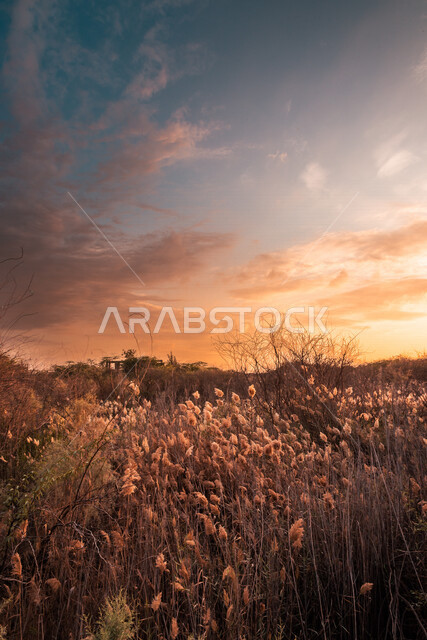 الوادي الأخضر اثناء غروب الشمس في جدة بالمملكة العربية السعودية، مناظر طبيعية خلابة، جمال الطبيعة في السعودية، اماكن سياحية