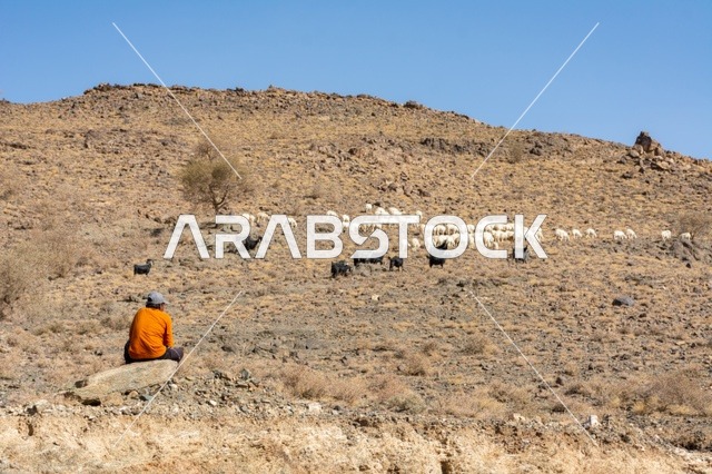 محمية طبيعية لتربية الأغنام في المملكة العربية السعودية، حيوان الماعز في مزرعة لتربية المواشي، الأشجار والنباتات الصحراوية الخضراء، المرتفعات الجبلية الطبيعية في المناطق الصحراوية