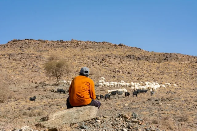 حيوان الماعز في مزرعة لتربية المواشي، محمية طبيعية لتربية الأغنام في المملكة العربية السعودية، الأشجار والنباتات الصحراوية الخضراء، المرتفعات الجبلية الطبيعية في المناطق الصحراوية