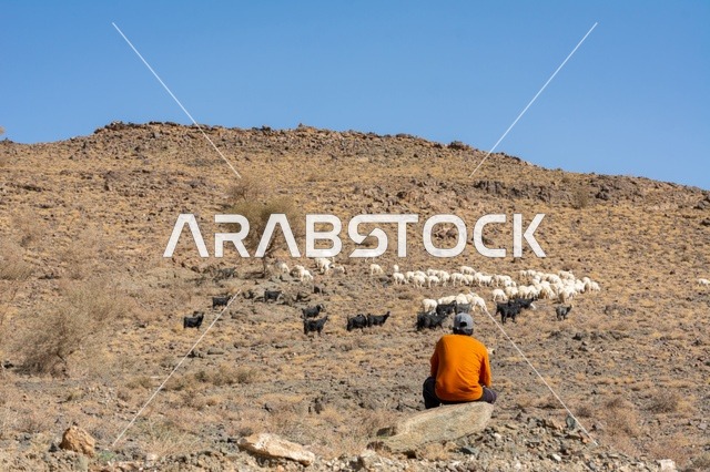 الأشجار والنباتات الصحراوية الخضراء، حيوان الماعز في مزرعة لتربية المواشي، محمية طبيعية لتربية الأغنام في المملكة العربية السعودية، المرتفعات الجبلية الطبيعية في المناطق الصحراوية