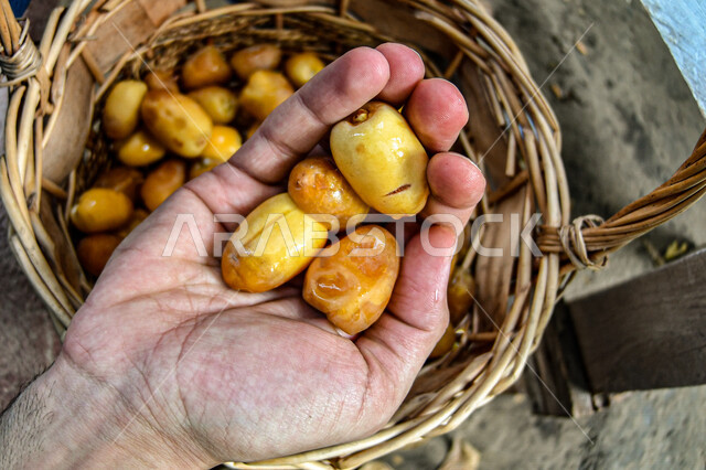 صورة ليد رجل عربي سعودي خليجي يحمل بيده مجموعة من ثمار البلح , سلة التمور الصحي و اللذيذ ,تمور المملكة العربية السعودية   