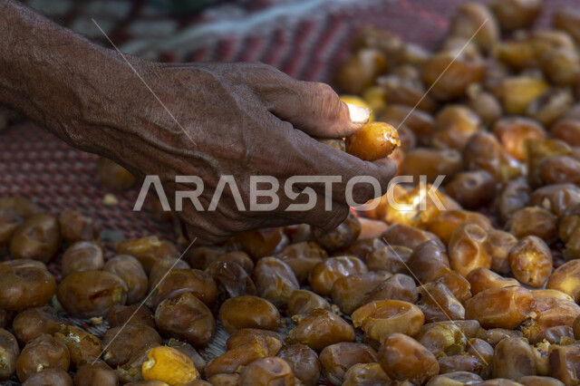 صورة ليد رجل عربي سعودي خليجي يحمل بيده مجموعة من ثمار البلح , سلة التمور الصحي و اللذيذ ,تمور المملكة العربية السعودية   