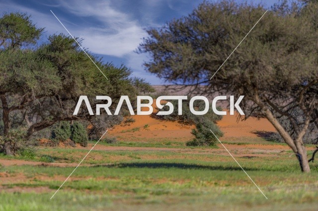 الاشجار والنباتات الطبيعيه ، صورة لجمال الطبيعة في المملكة العربية السعودية ،غروب الشمس في كورنيش جدة ، جمال الطبيعة الخلابة على ساحل مدينة جدة ، معالم السياحة في المملكة العربية السعودية