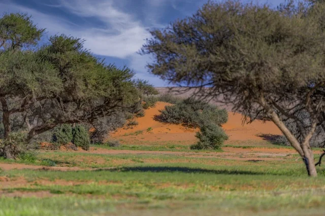 الاشجار والنباتات الطبيعيه ، صورة لجمال الطبيعة في المملكة العربية السعودية ،غروب الشمس في كورنيش جدة ، جمال الطبيعة الخلابة على ساحل مدينة جدة ، معالم السياحة في المملكة العربية السعودية