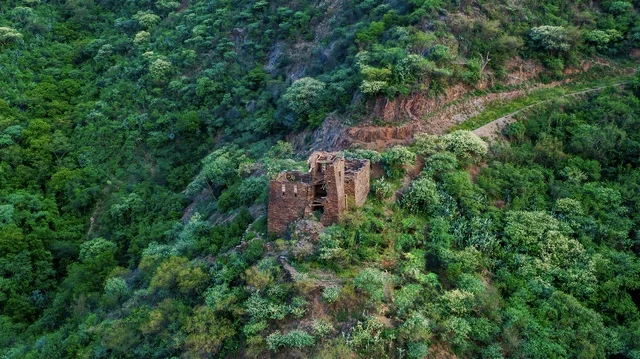 الاشجار والنباتات الخضراء ، صورة لجمال الطبيعة في المملكة العربية السعودية ، جمال الطبيعة الخلابة على ساحل مدينة جدة ، معالم السياحة في المملكة العربية السعودية