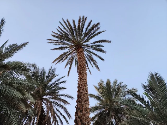 Fertile fields and agricultural lands, date palm farms in Medina, interest in agriculture and afforestation, fruitful date palm trees and the harvest of dates in the Kingdom of Saudi Arabia, local national products, natural background.