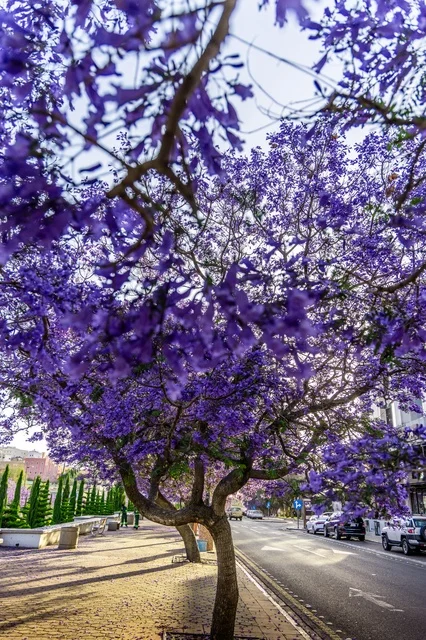 The growth of jacaranda trees on Art Street in the Asir region, the roads and streets of Abha city during the day, the distinctive tourist cities in the Kingdom of Saudi Arabia, and the interest in planting trees and green plants.
