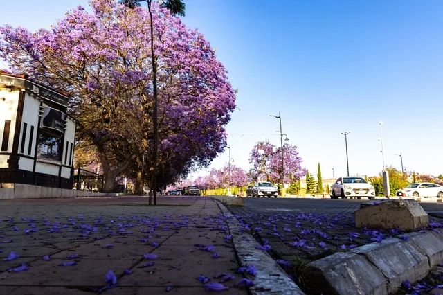 طرق وشوارع مدينة أبها في النهار، نمو اشجار الجاكرندا في شارع الفن في منطقة عسير، المدن السياحية المميزة في المملكة العربية السعودية، الاهتمام بزراعة الاشجار والنباتات الخضراء