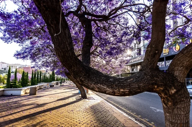 The roads and streets of Abha city during the day, the growth of jacaranda trees on Art Street in the Asir region, the distinctive tourist cities in the Kingdom of Saudi Arabia, the interest in planting trees and green plants.