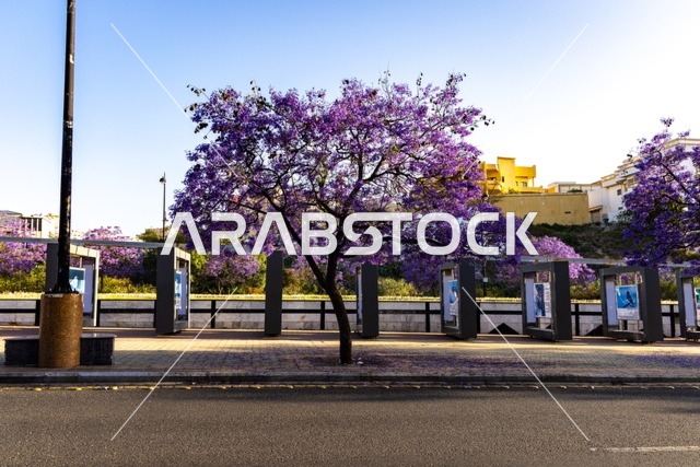 المدن السياحية المميزة في المملكة العربية السعودية، نمو اشجار الجاكرندا في شارع الفن في منطقة عسير، طرق وشوارع مدينة أبها في النهار،الاهتمام بزراعة الاشجار والنباتات الخضراء