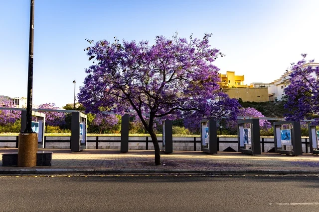The distinctive tourist cities in the Kingdom of Saudi Arabia, the growth of jacaranda trees on Art Street in the Asir region, the roads and streets of Abha city during the day, and the interest in planting trees and green plants.