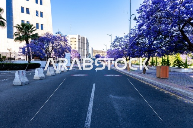 المدن السياحية المميزة في المملكة العربية السعودية، نمو اشجار الجاكرندا في شارع الفن في منطقة عسير، طرق وشوارع مدينة أبها في النهار،الاهتمام بزراعة الاشجار والنباتات الخضراء