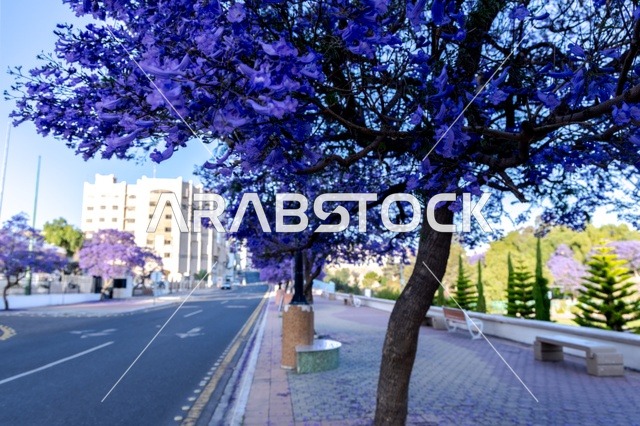 The distinctive tourist cities in the Kingdom of Saudi Arabia, the growth of jacaranda trees on Art Street in the Asir region, the roads and streets of Abha city during the day, and the interest in planting trees and green plants.