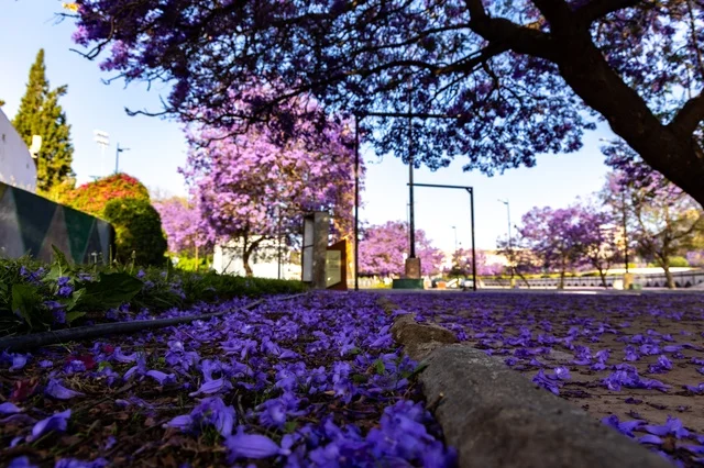 الاهتمام بزراعة الاشجار والنباتات الخضراء، نمو اشجار الجاكرندا في شارع الفن في منطقة عسير، طرق وشوارع مدينة أبها في النهار، المدن السياحية المميزة في المملكة العربية السعودية