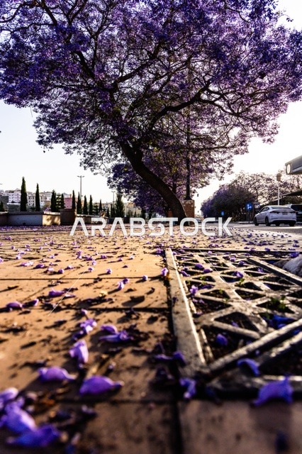 الاهتمام بزراعة الاشجار والنباتات الخضراء، نمو اشجار الجاكرندا في شارع الفن في منطقة عسير، طرق وشوارع مدينة أبها في النهار، المدن السياحية المميزة في المملكة العربية السعودية