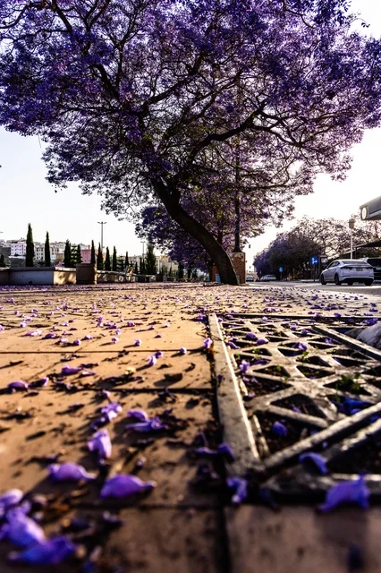 الاهتمام بزراعة الاشجار والنباتات الخضراء، نمو اشجار الجاكرندا في شارع الفن في منطقة عسير، طرق وشوارع مدينة أبها في النهار، المدن السياحية المميزة في المملكة العربية السعودية