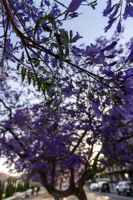 نمو اشجار الجاكرندا في شارع الفن في منطقة عسير، طرق وشوارع مدينة أبها في النهار، المدن السياحية المميزة في المملكة العربية السعودية، الاهتمام بزراعة الاشجار والنباتات الخضراء