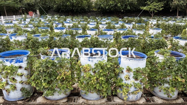 حديقة الورود في مدينة الطائف، أجمل الحدائق الطبيعية في المملكة العربية السعودية، أجواء معتدلة ومناظر طبيعية خلابة،  جمال الطبيعة السعودية، وجهة مثالية للعائلات ومحبي الطبيعة والزهور