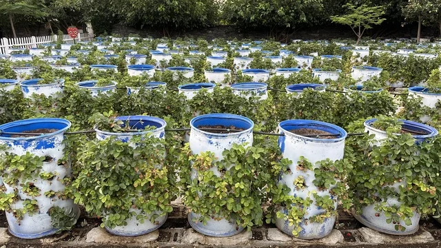 حديقة الورود في مدينة الطائف، أجمل الحدائق الطبيعية في المملكة العربية السعودية، أجواء معتدلة ومناظر طبيعية خلابة،  جمال الطبيعة السعودية، وجهة مثالية للعائلات ومحبي الطبيعة والزهور