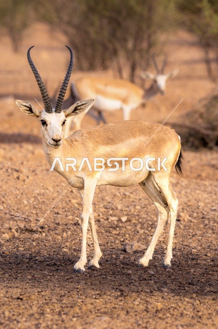 حيوان المها العربي في أحد المحميات الطبيعية بالمملكة العربية السعودية، الأشجار والنباتات الصحراوية الخضراء، غزال الريم عسلي اللون ذات قرون طويلة في الصحراء في النهار، مزارع لتربية الحيوانات والماشية، إحدى أنواع الظباء البرية