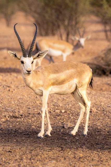 حيوان المها العربي في أحد المحميات الطبيعية بالمملكة العربية السعودية، الأشجار والنباتات الصحراوية الخضراء، غزال الريم عسلي اللون ذات قرون طويلة في الصحراء في النهار، مزارع لتربية الحيوانات والماشية، إحدى أنواع الظباء البرية