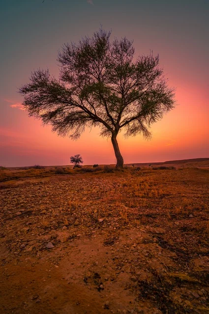 An artistic image of a tree at sunset, the stunning nature of the sky and trees, breathtaking landscapes in the Kingdom of Saudi Arabia.