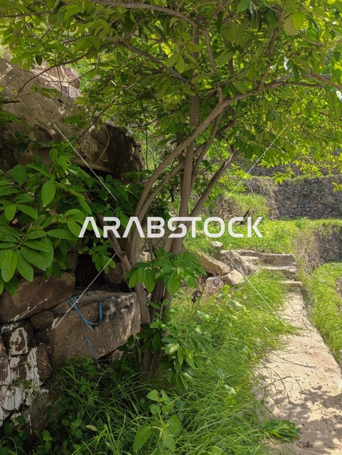 الطبيعة الساحرة في محافظة فيفاء بمنطقة جازان جنوب المملكة العربية السعودية ، الاماكن السياحية المشهورة، النباتات الخضراء والأشجار على القمم والمرتفعات الجبلية في منطقة جازان، المناظر الطبيعية المتميزة