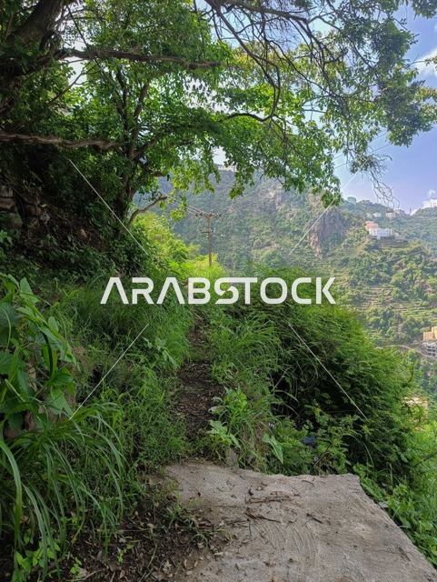 النباتات الخضراء والأشجار على القمم والمرتفعات الجبلية في منطقة جازان، الطبيعة الساحرة في محافظة فيفاء بمنطقة جازان جنوب المملكة العربية السعودية ، الاماكن السياحية المشهورة، المناظر الطبيعية المتميزة