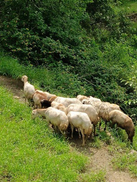 المناظر الطبيعية المتميزة، الطبيعة الساحرة في محافظة فيفاء بمنطقة جازان جنوب المملكة العربية السعودية ، الاماكن السياحية المشهورة، النباتات الخضراء والأشجار على القمم والمرتفعات الجبلية في منطقة جازان