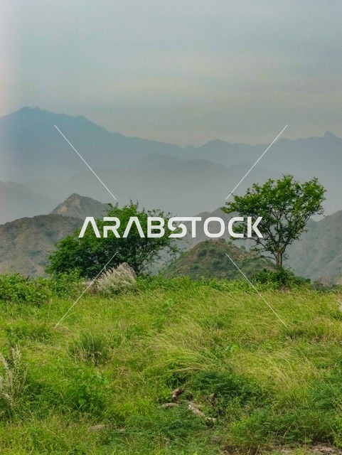 المدرجات الزراعية في مدينة جازان في السعودية، البيوت والمباني السكنية على القمم والمرتفعات الجبلية في محافظة فيفاء، الأشجار والنباتات الخضراء على سفوح الجبال ، خلفية الطبيعة في المملكة .