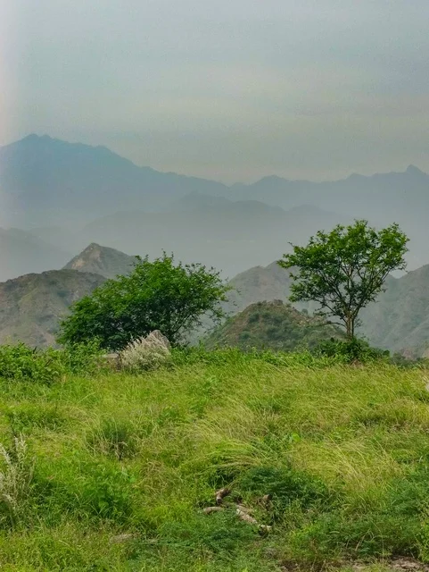 المدرجات الزراعية في مدينة جازان في السعودية، البيوت والمباني السكنية على القمم والمرتفعات الجبلية في محافظة فيفاء، الأشجار والنباتات الخضراء على سفوح الجبال ، خلفية الطبيعة في المملكة .