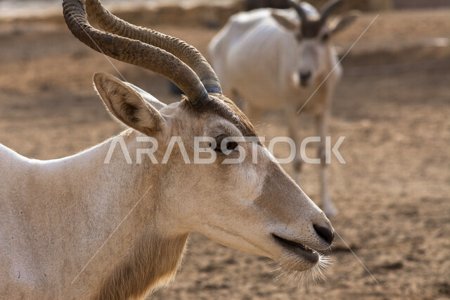 صورة مقربة لحيوانات المها العربية بيضاء اللون ذات قرون طويلة مستقيمة وذيل ، حيوان المها من أحدى أنواع الظباء ، حيوانات برية في محمية طبيعية 