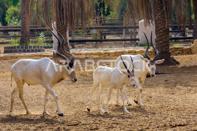 صورة لحيوانات المها العربية بيضاء اللون ذات قرون طويلة مستقيمة وذيل ، حيوان المها من أحدى أنواع الظباء ، حيوانات برية في محمية طبيعية 