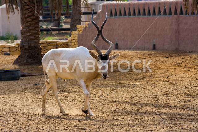 A picture of a white Arabian Oryx with long straight horns and tail, Oryx from an antelope species, wild animals in a nature reserve
