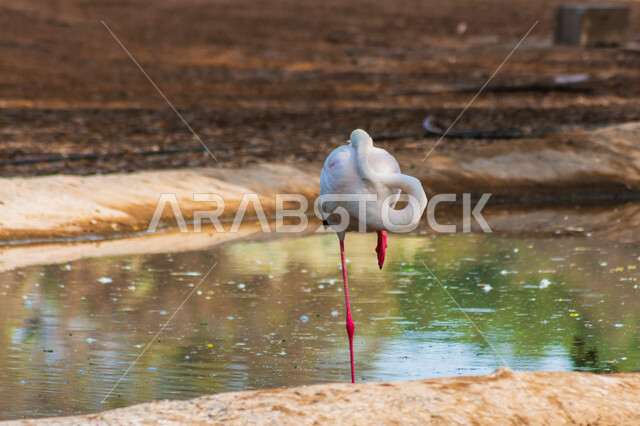 Aesthetic image of a large flamingo with long neck and long legs, one of the most beautiful birds in the world, beautiful pink flamingo in a nature reserve
