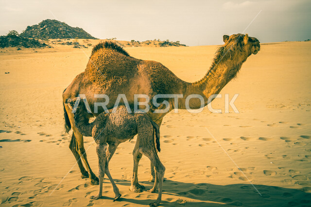 Photo of a she-camel and her young perched in the desert of Saudi Arabia, a caravan of camels in a wilderness reserve, a camel breeding farm in Saudi Arabia