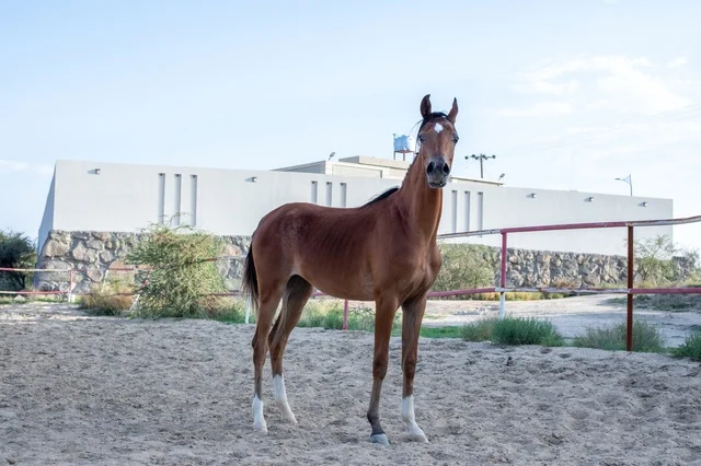 Horse training and taming farms in Saudi Arabia, the care and attention given to horses in the Kingdom's natural reserves, the connection of breeding Arabian horses to authenticity and heritage, a purebred Arabian horse of brown color.