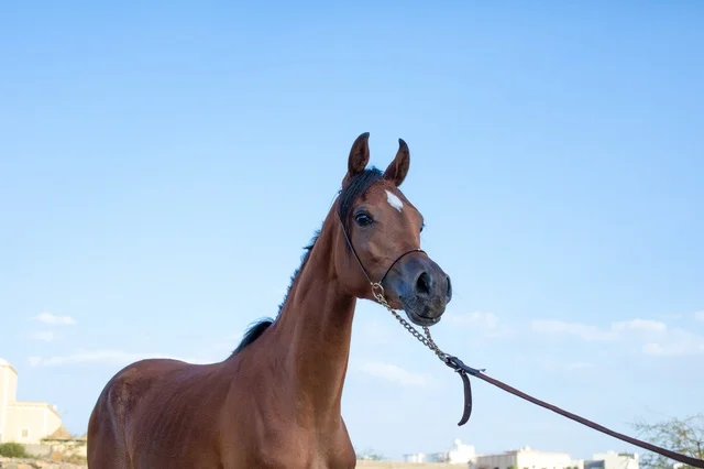 Horse training and taming farms in Saudi Arabia, the care and attention given to horses in the Kingdom's natural reserves, the connection of breeding Arabian horses to authenticity and heritage, a purebred Arabian horse of brown color.