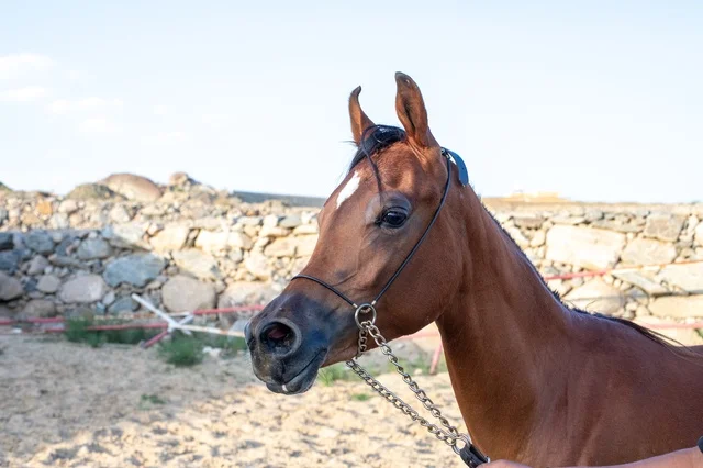 Horse training and taming farms in Saudi Arabia, the care and attention given to horses in the Kingdom's natural reserves, the connection of breeding Arabian horses to authenticity and heritage, a purebred Arabian horse of brown color.