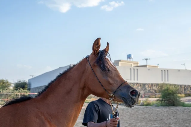 مزارع تدريب وترويض الحصان في السعودية، الاهتمام والعناية بالأحصنة في محميات المملكة الطبيعية، ارتباط تربية الخيول العربية بالأصالة والعراقة، خيل عربي أصيل بني اللون