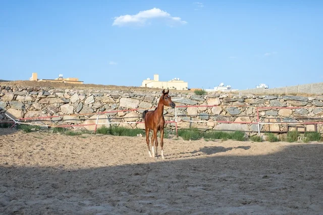 The care and attention to horses in the natural reserves of the Kingdom, training and taming horse farms in Saudi Arabia, the connection of breeding Arabian horses to authenticity and heritage, a purebred Arabian horse of brown color.